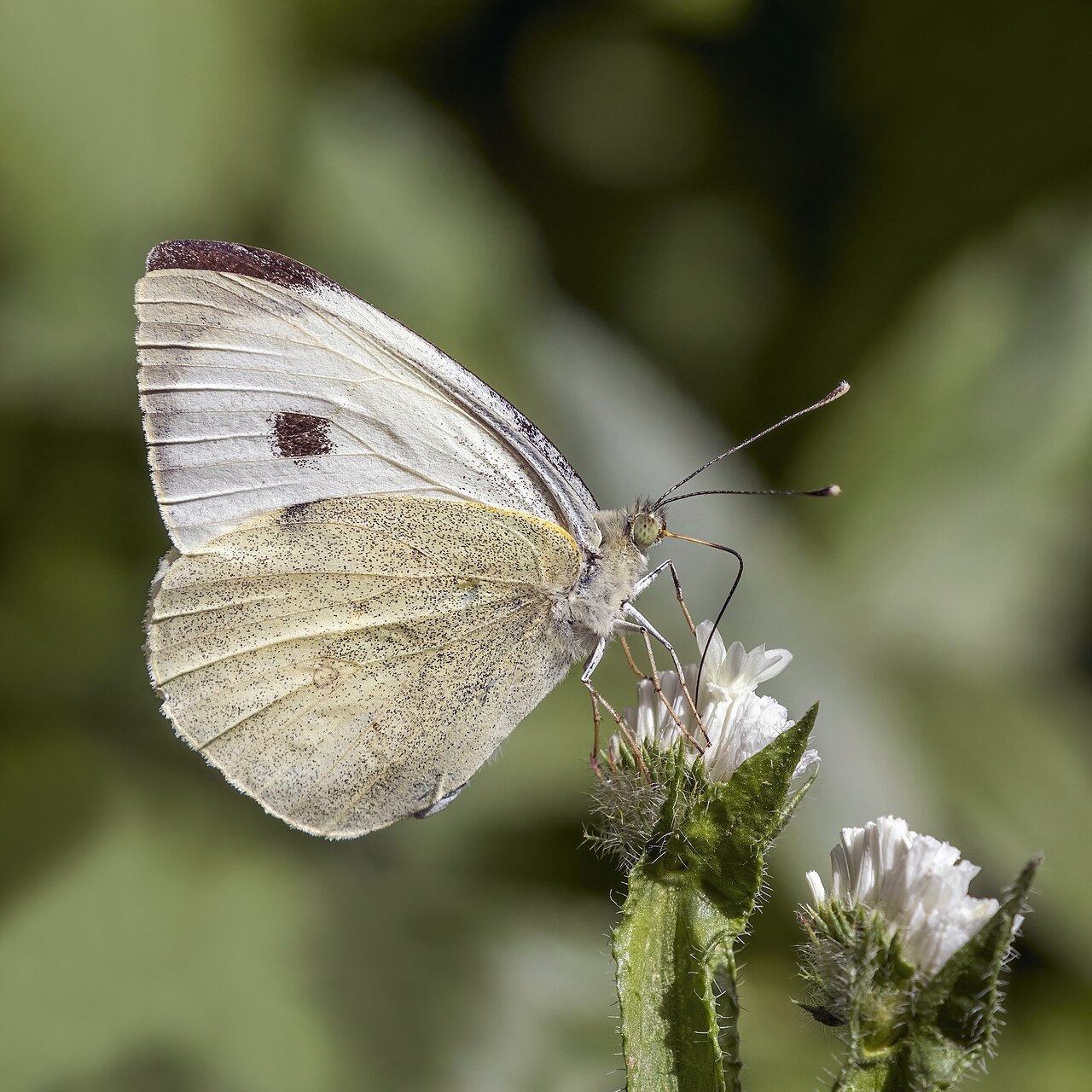 Mariposa blanca de la col (Pieris brassicae)
