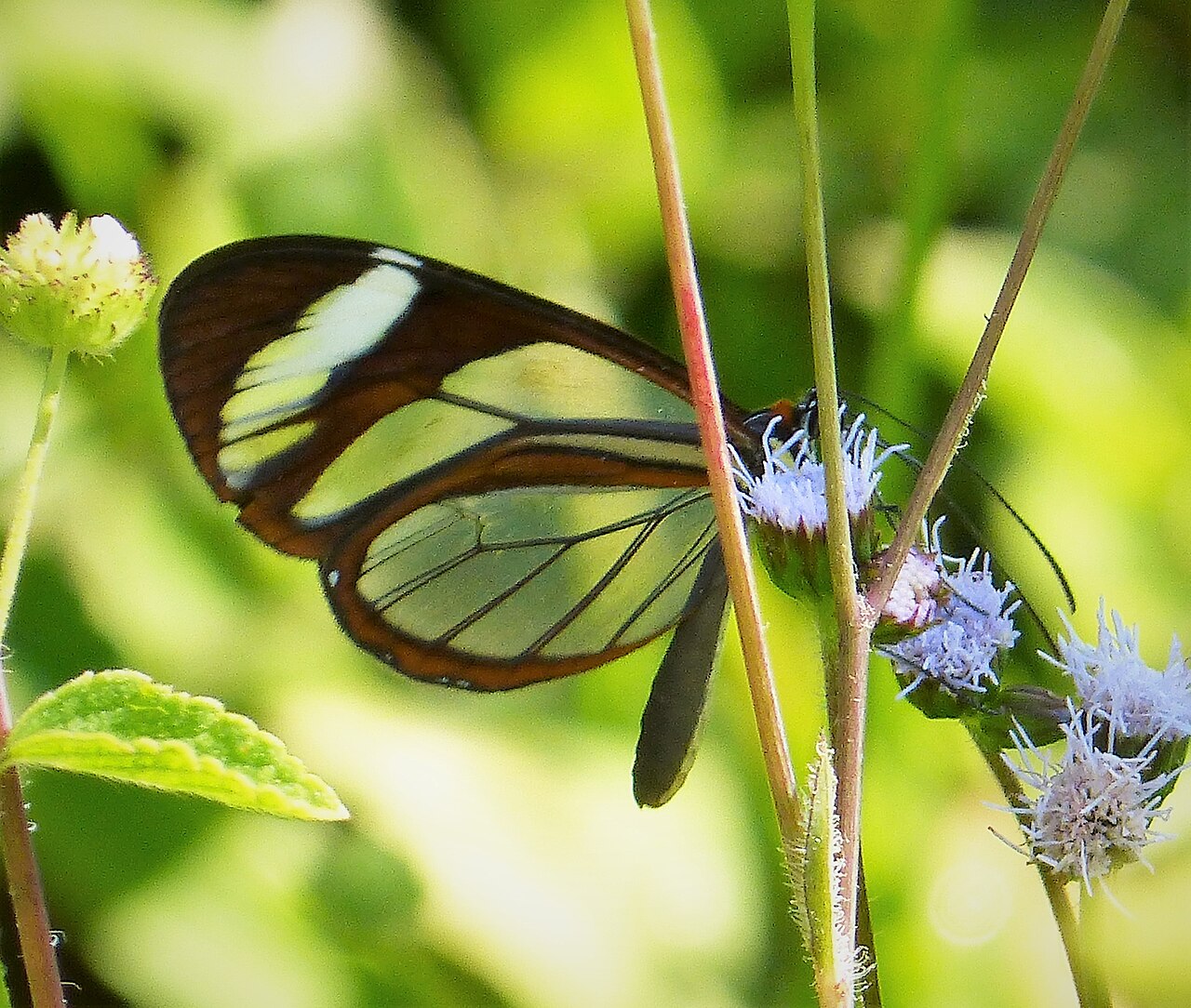 Mariposa de cristal (Greta oto)