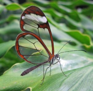 Mariposa de cristal: la mariposa con alas transparentes