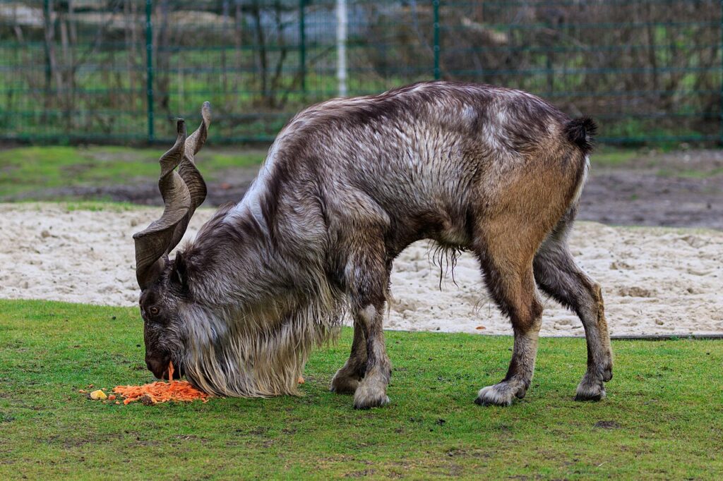 Markhor macho (Capra falconeri) con cuernos espiralados