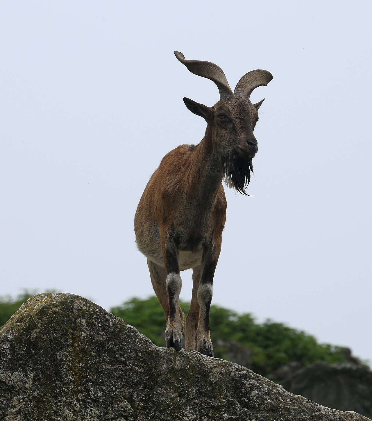 Markhor (Capra falconeri)