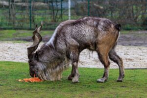 Markhor: la cabra montés de cuernos espiralados símbolo de Pakistán