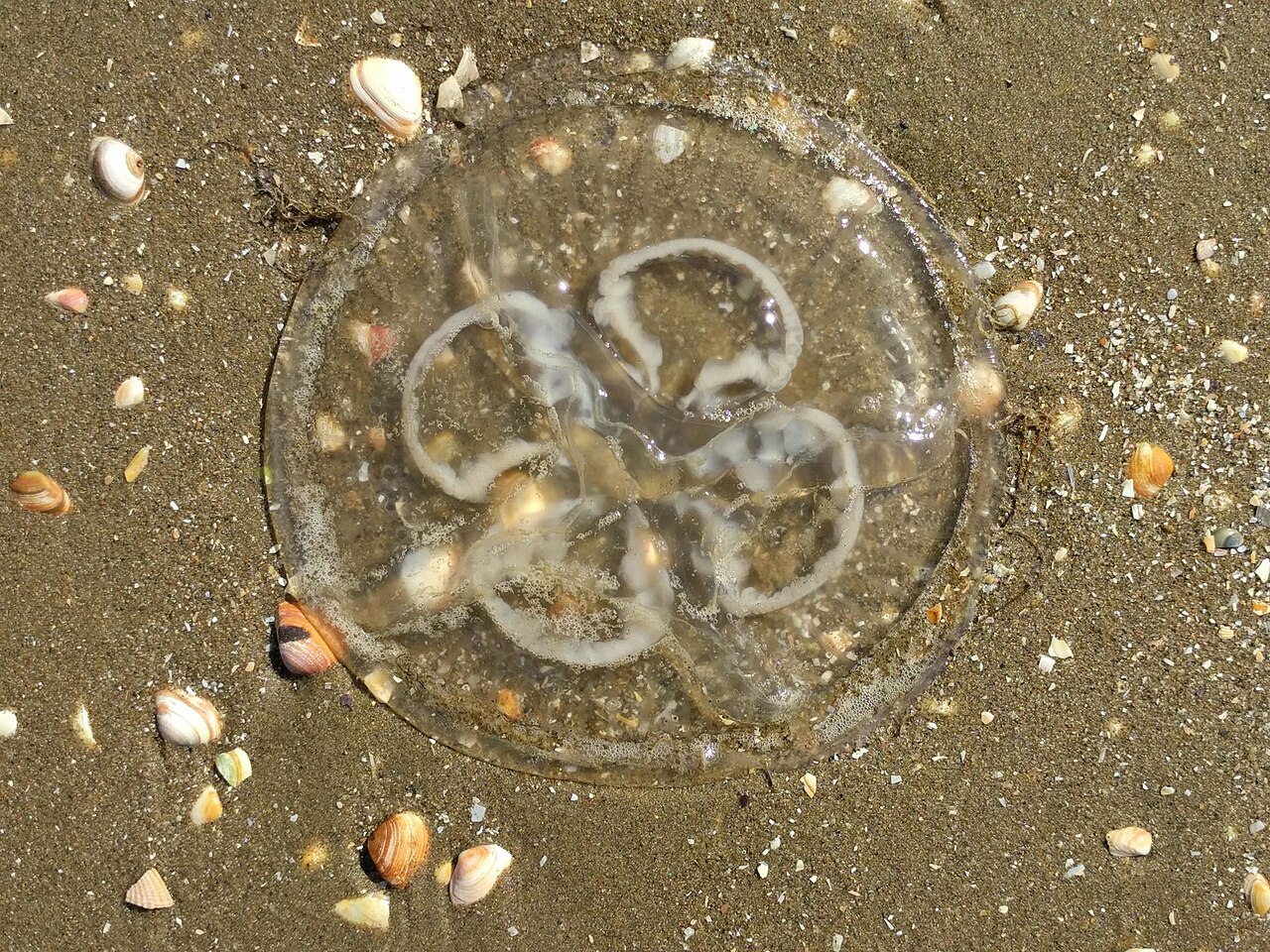 Medusa luna (Aurelia aurita)