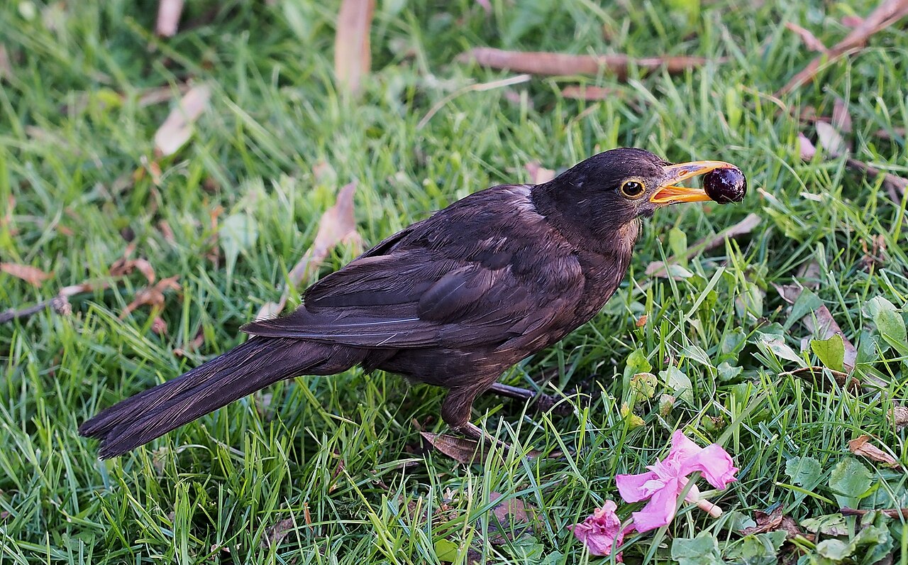 Mirlo común (Turdus merula)
