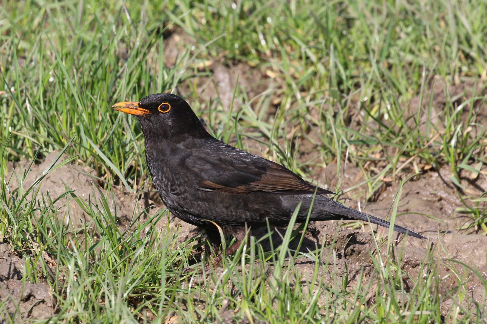 Mirlo común macho adulto (Turdus merula)