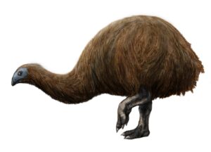 Moa: el ave gigante de Nueva Zelanda exterminada por el hombre