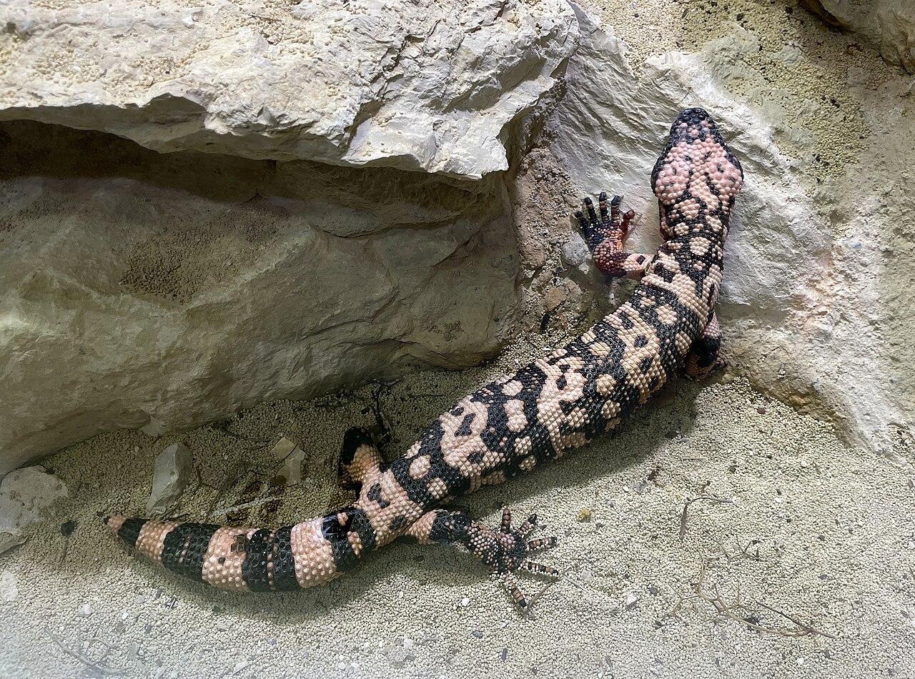 Monstruo de Gila (Heloderma suspectum)