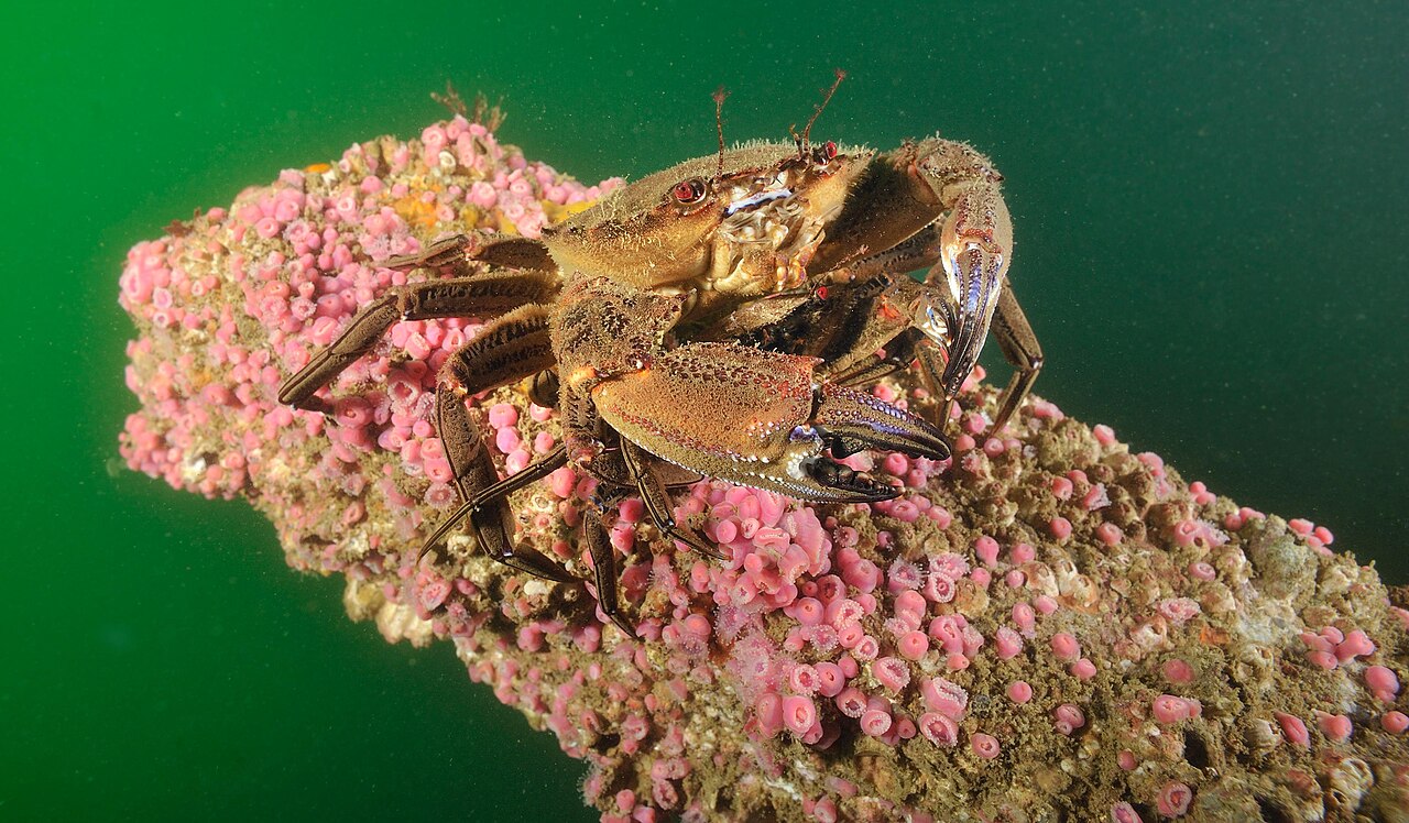 Nécora (Necora puber)