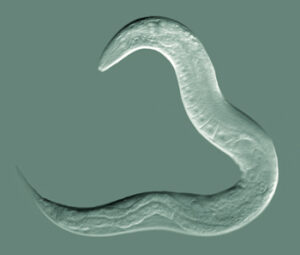 Nematodo