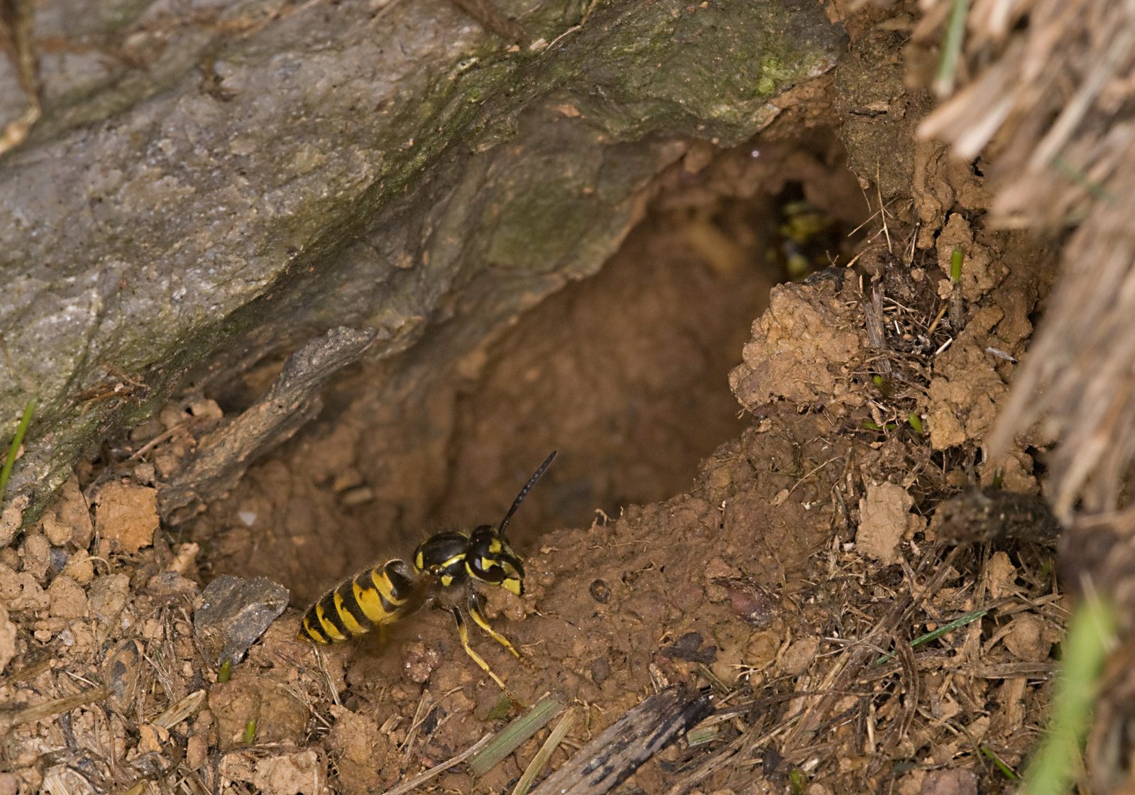 Nido colgante de avispa común (Vespula vulgaris) con obreras trabajando