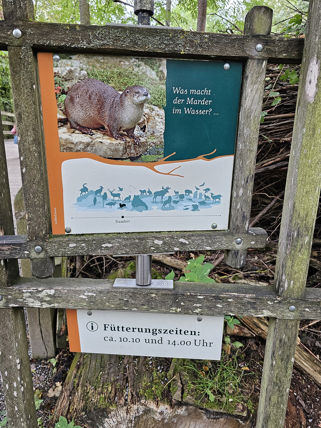 Nutria europea (Lutra lutra)