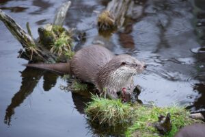 Nutria europea