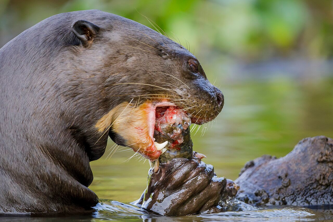 Nutria gigante (Pteronura brasiliensis)