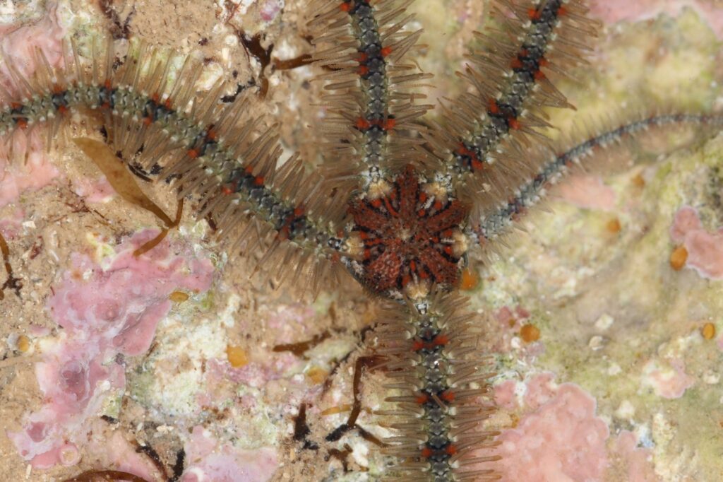 Ofiura común (Ophiothrix fragilis)