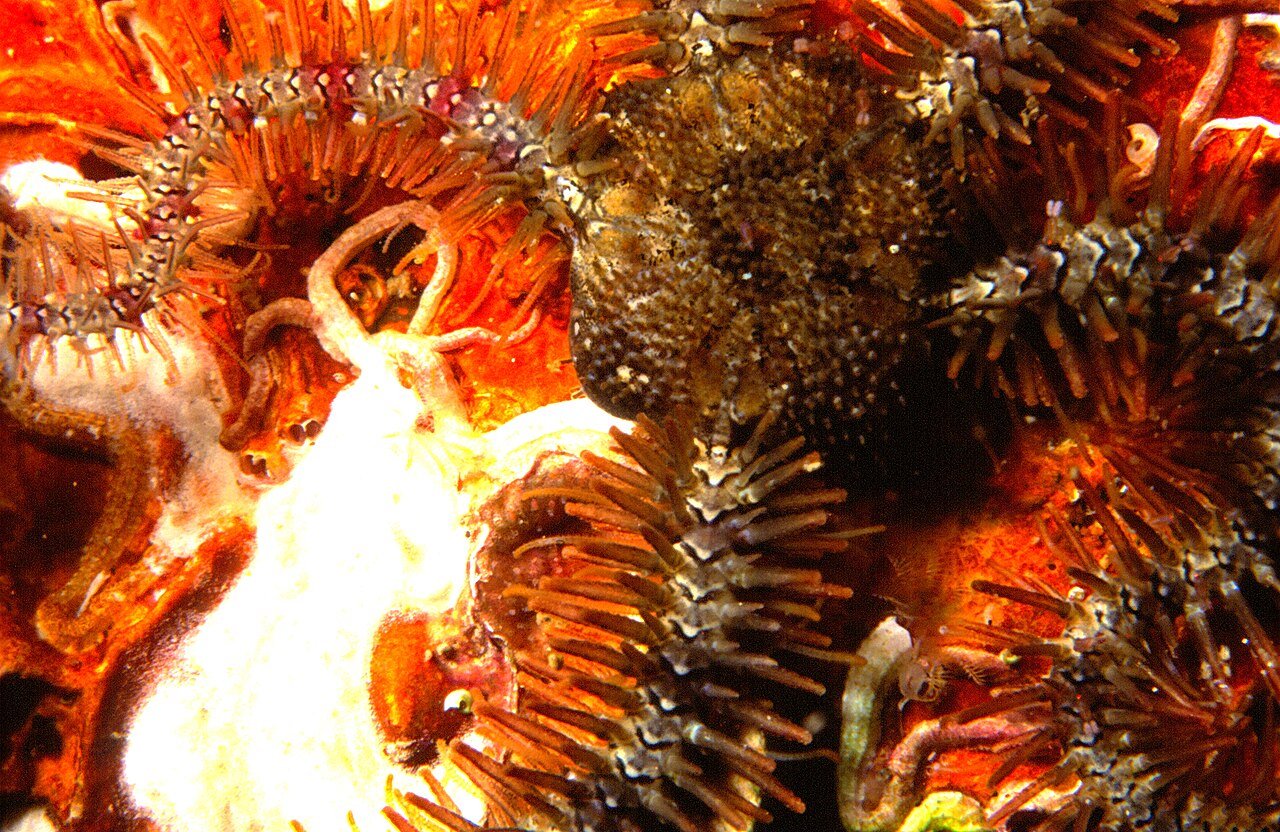 Ofiura común (Ophiothrix fragilis)