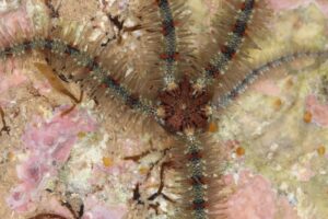 Ofiura común (Ophiothrix fragilis)