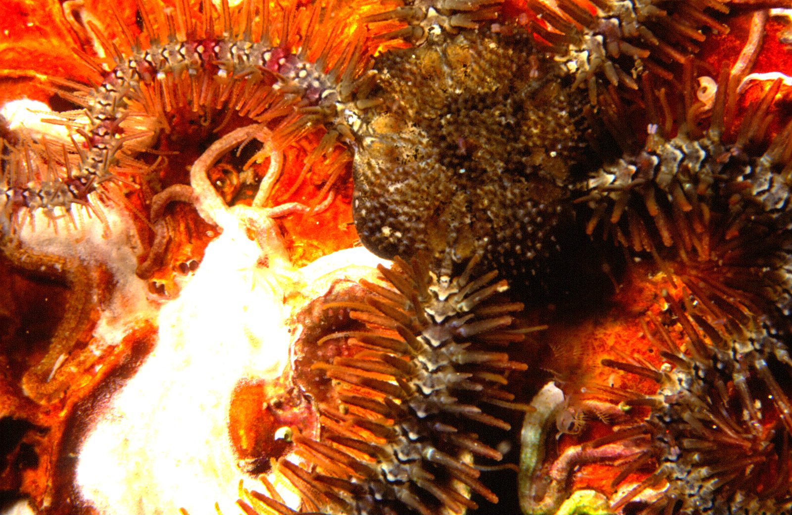 Ofiura frágil (Ophiothrix fragilis), estrella serpiente de aguas europeas