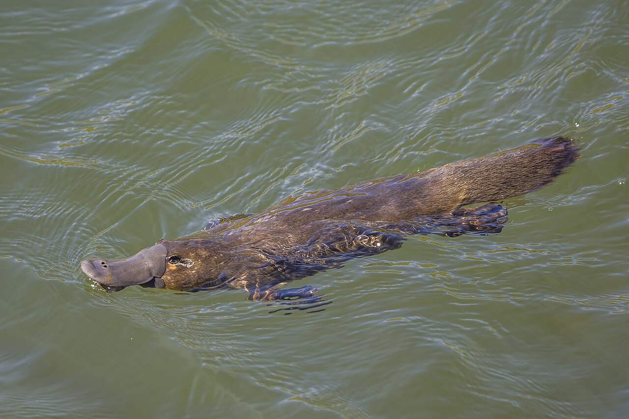 Ornitorrinco (Ornithorhynchus anatinus)