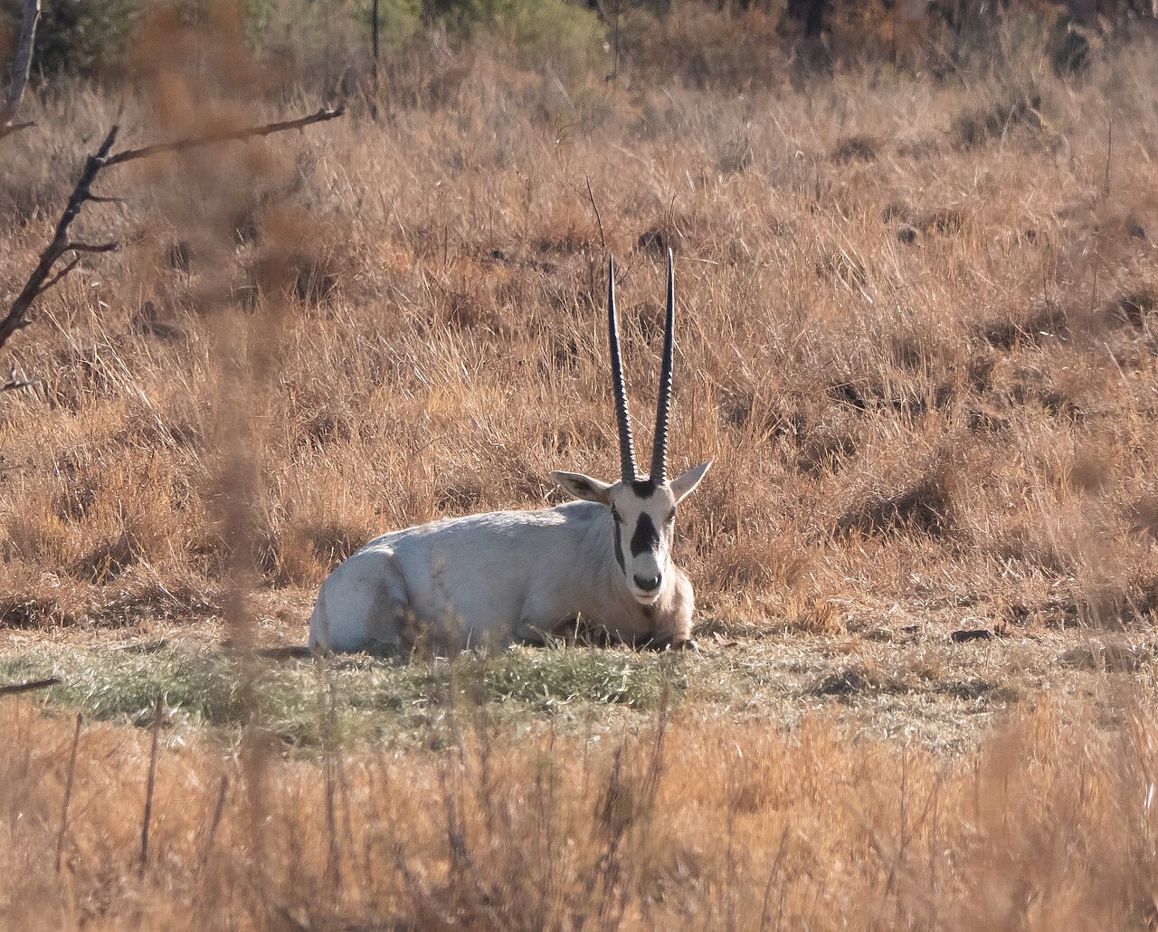 Oryx árabe (Oryx leucoryx)