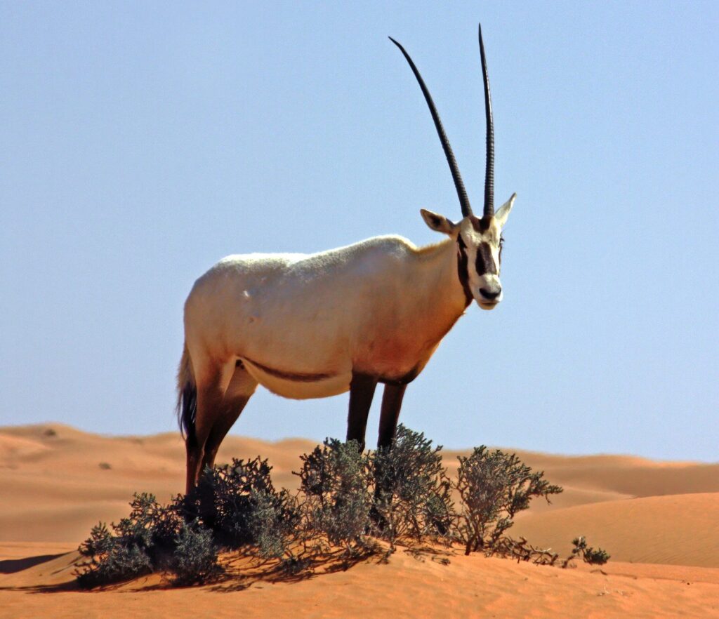 Un oryx árabe (Oryx leucoryx) mostrando sus cuernos rectos que inspiraron el mito del unicornio.