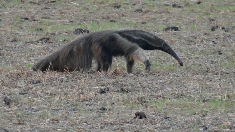 Oso hormiguero gigante (Myrmecophaga tridactyla)