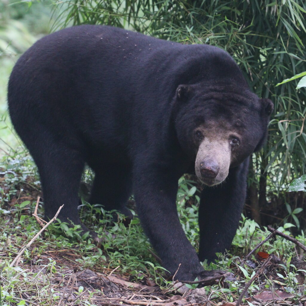 Oso malayo (Helarctos malayanus) con su característica mancha pectoral