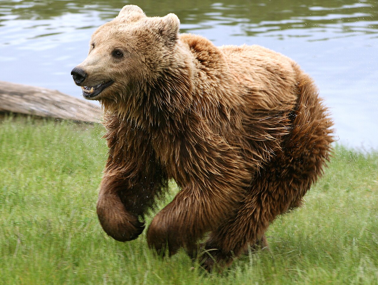 Oso pardo cantábrico (Ursus arctos)