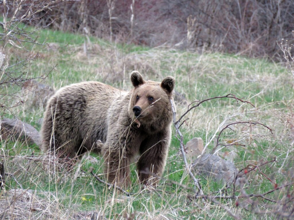 Oso pardo cantábrico