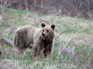 Oso pardo cantábrico