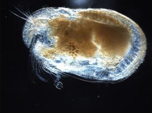 Ostracodo: el crustáceo con caparazón de almeja más antiguo del planeta