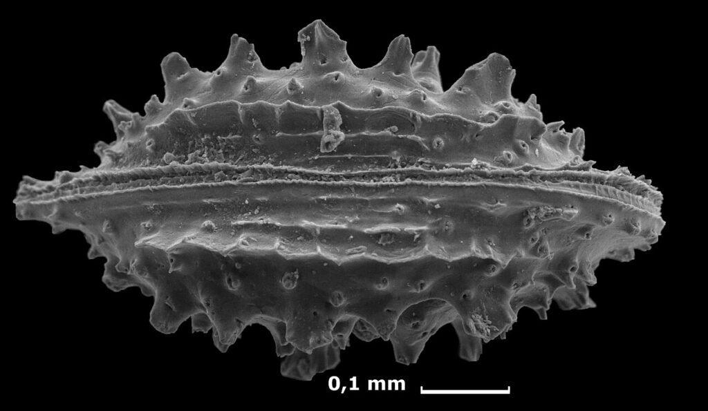 Ostracodo