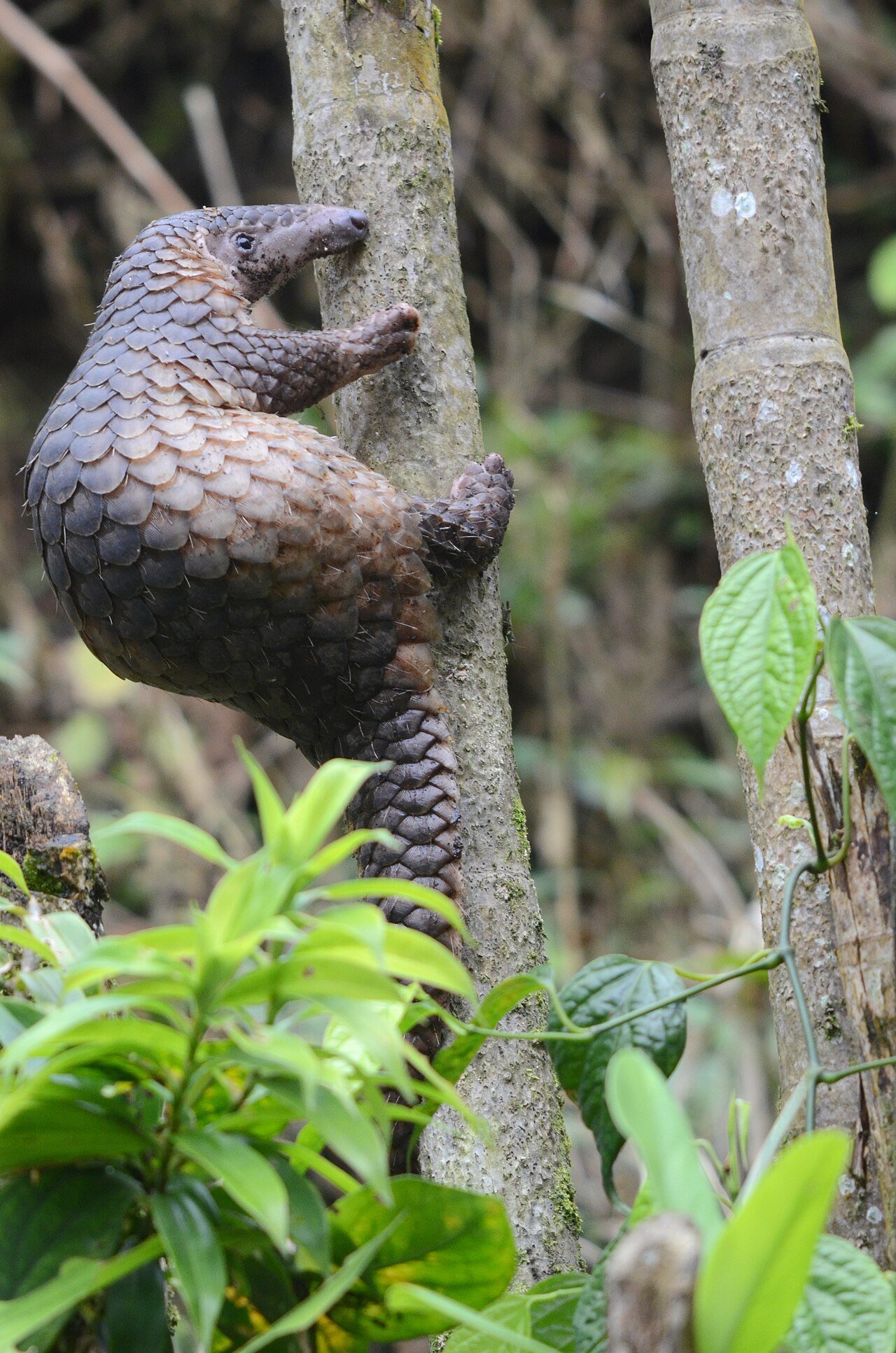 Pangolín de Sunda (Manis javanica)