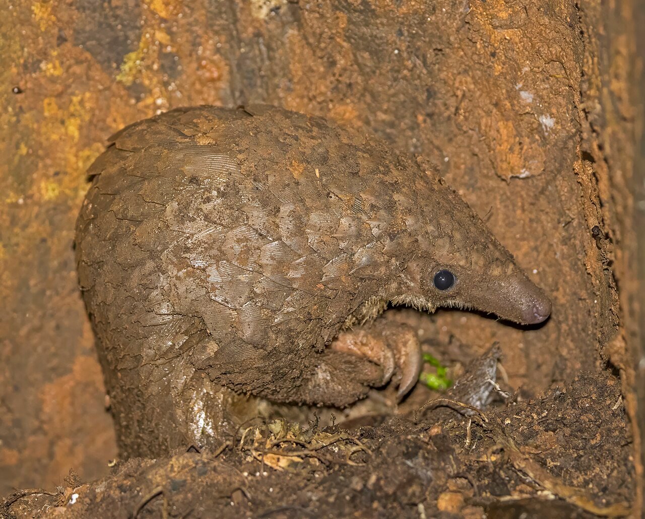 Pangolín de vientre blanco (Phataginus tricuspis)