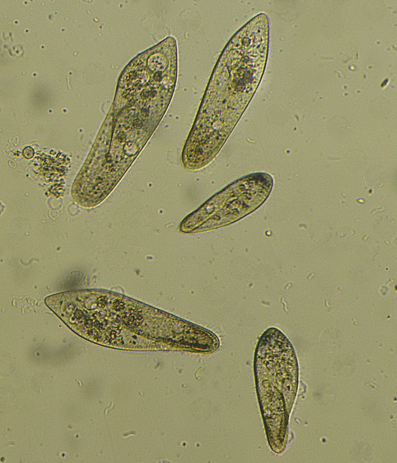 Paramecio (Paramecium caudatum)