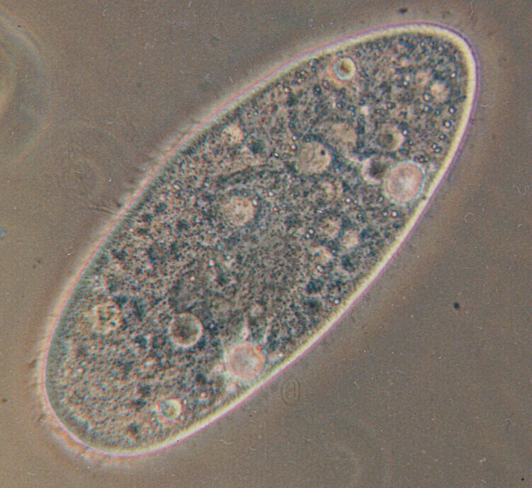 Paramecio