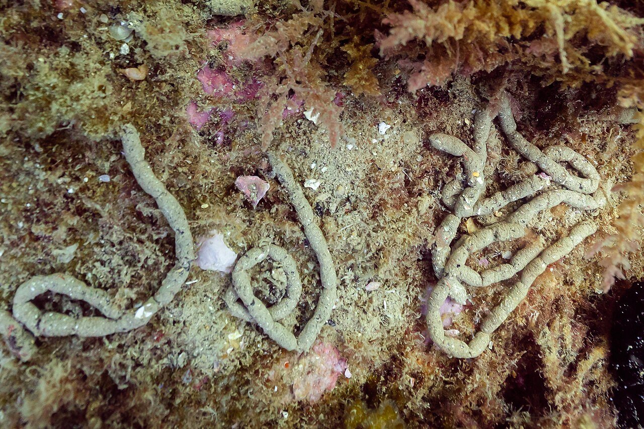 Pepino de mar negro (Holothuria forskali)