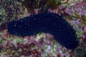 Pepino de mar negro (Holothuria forskali)