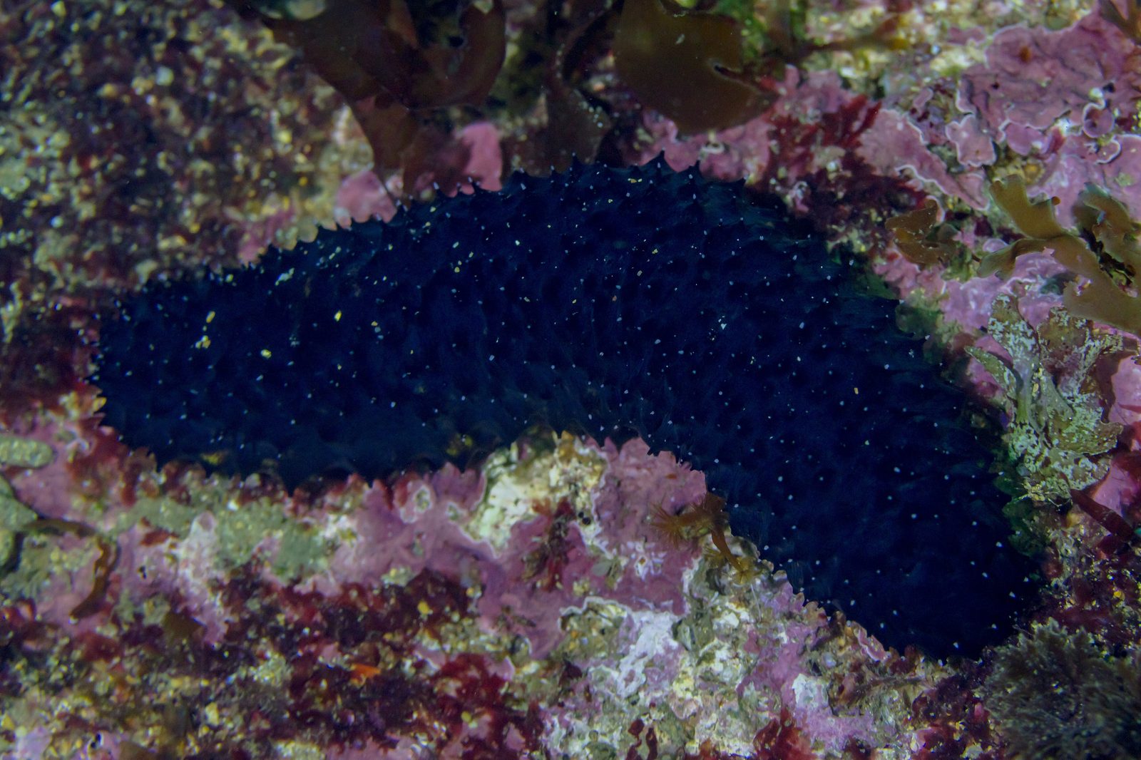 Pepino de mar negro (Holothuria forskali) en sustrato rocoso del Atlántico portugués