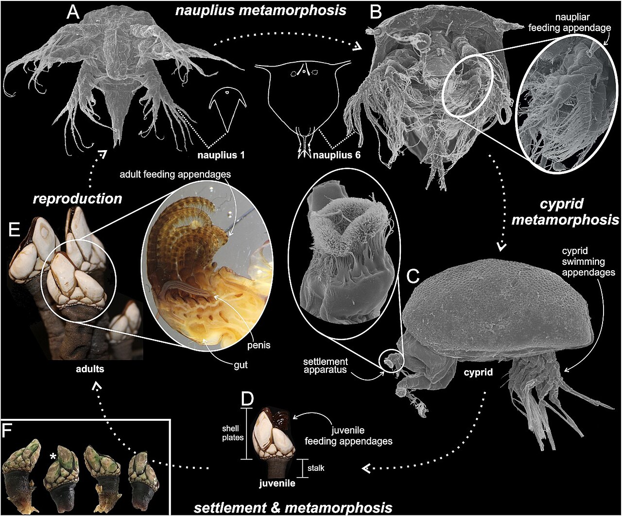 Percebe (Pollicipes pollicipes)