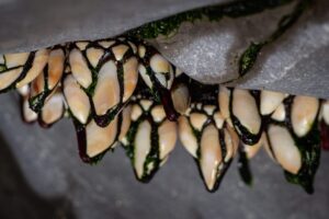 Percebe: el crustáceo sésil que se alimenta con las patas extendidas