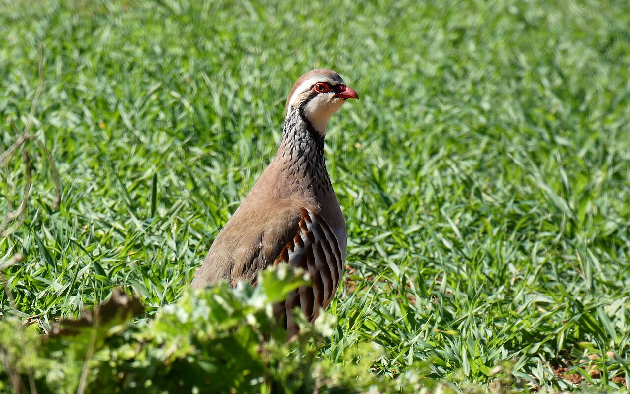 Perdiz roja (Alectoris rufa)