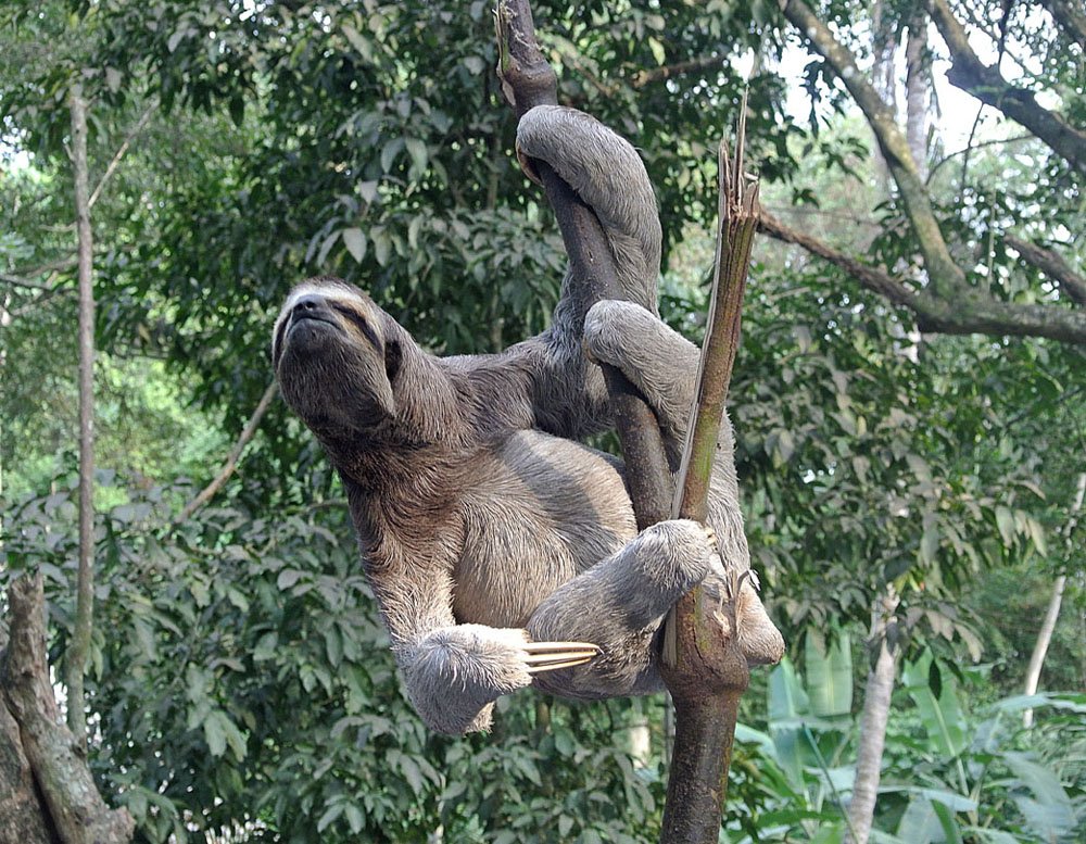 Perezoso (Bradypus variegatus)