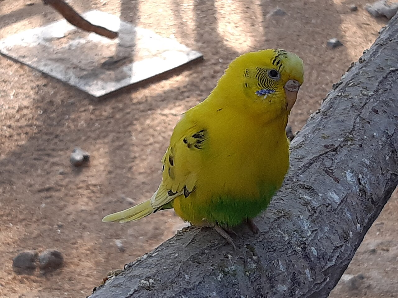 Periquito (Melopsittacus undulatus)