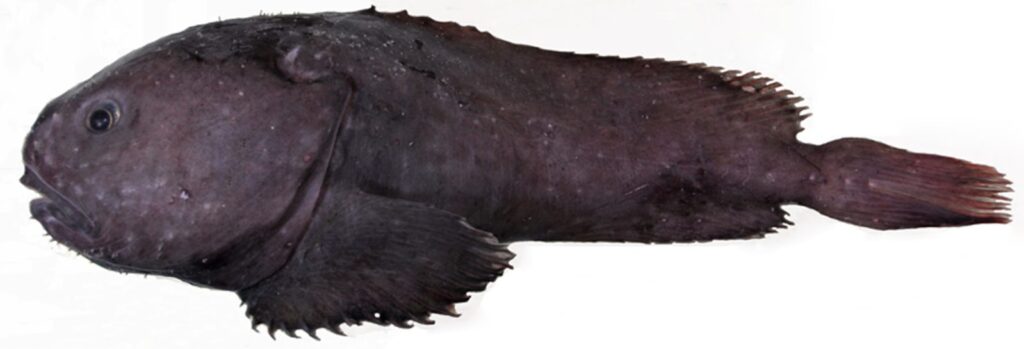 Psychrolutes del mismo género que el pez borrón fotografiado en el fondo marino por ROV