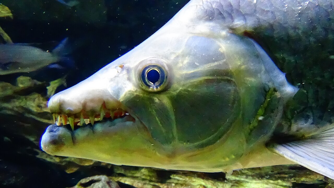 Pez tigre goliat (Hydrocynus goliath)