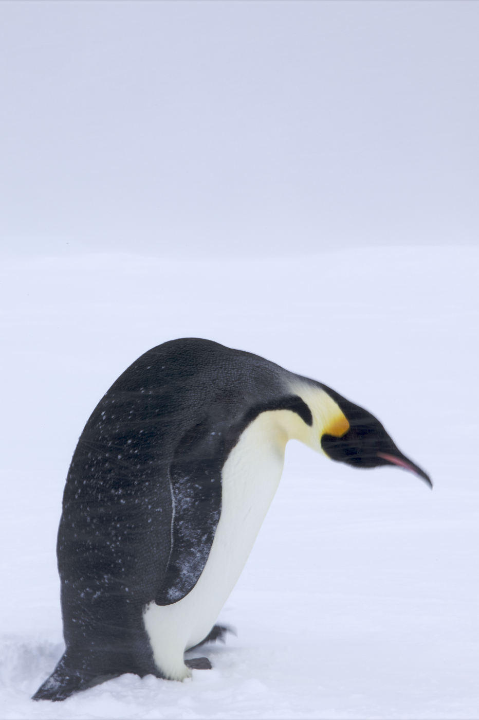 Pingüino emperador (Aptenodytes forsteri)