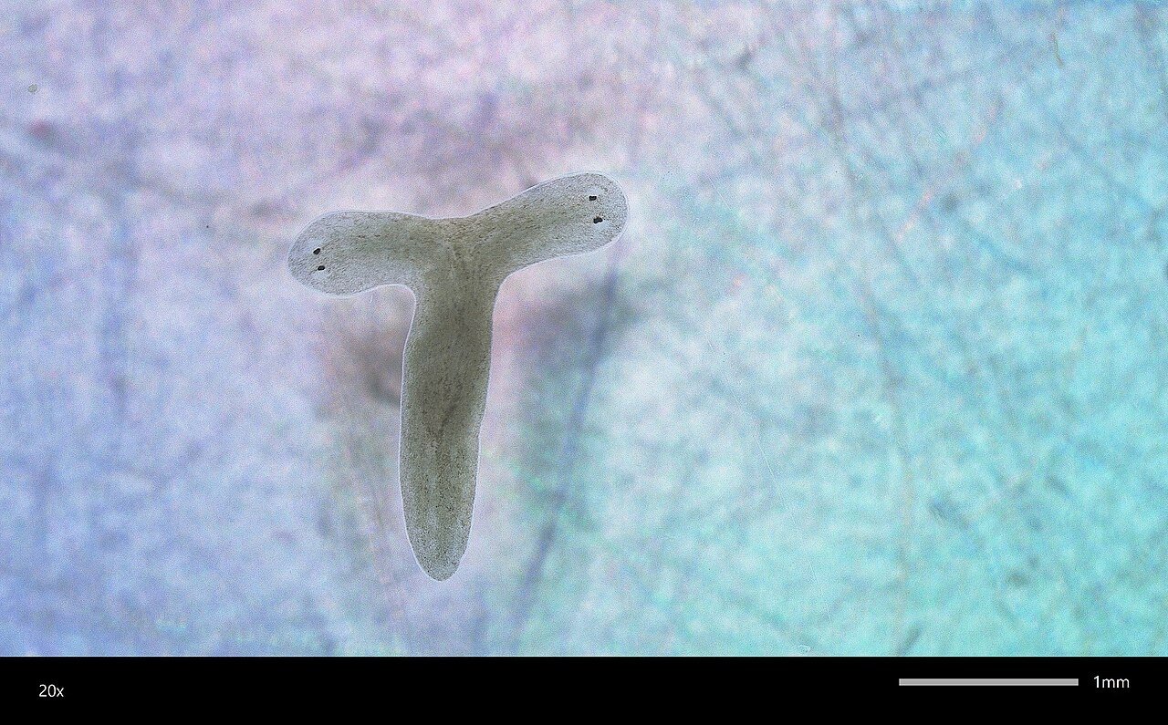 Planaria (Schmidtea mediterranea)