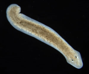Planaria