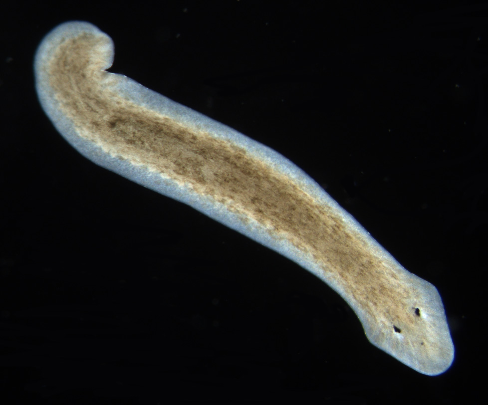 Planaria