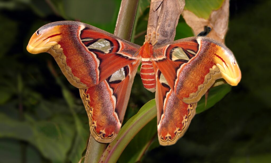 Polilla Atlas (Attacus atlas) con sus alas extendidas mostrando patrón de cabeza de serpiente